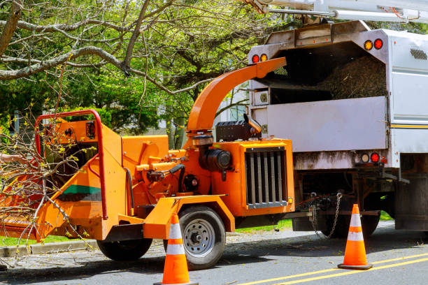 How Our Tree Care Process Works  in Parlier, CA